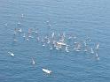 regata luglio (20)